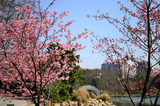 櫻花樹