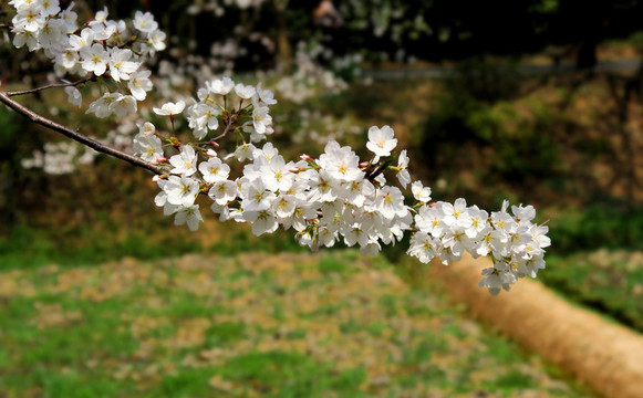 櫻花