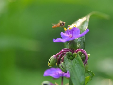 紫蘭花