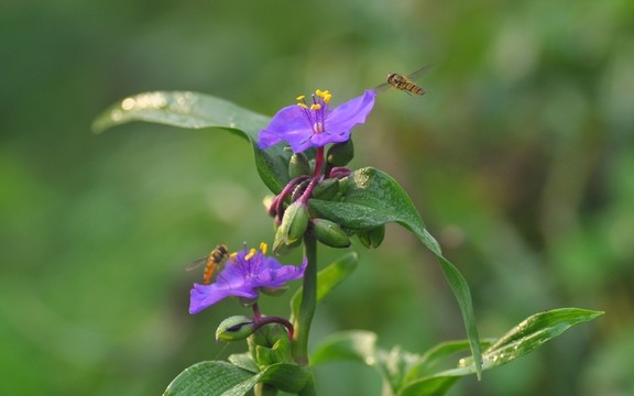 紫蘭花