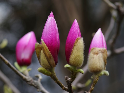 玉蘭花