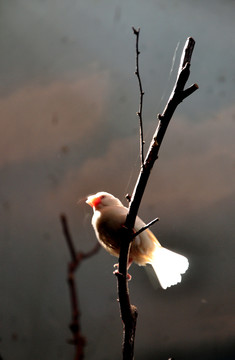 相思鳥(niǎo)