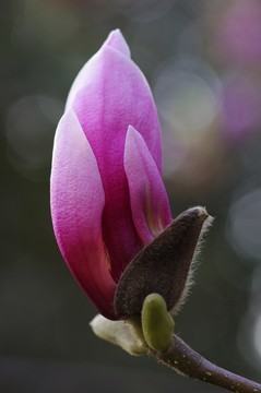 玉蘭花