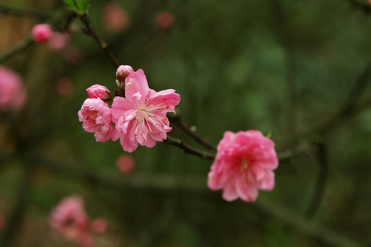櫻花