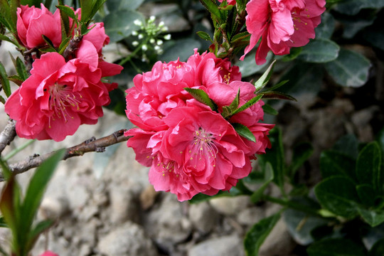 櫻花