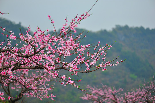 桃花