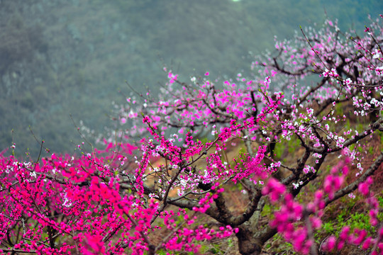 桃花