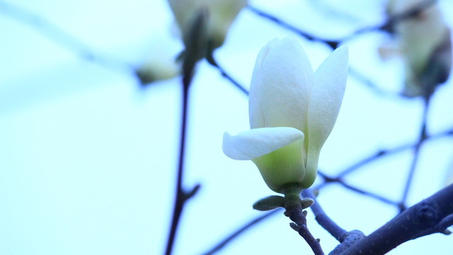 玉蘭花