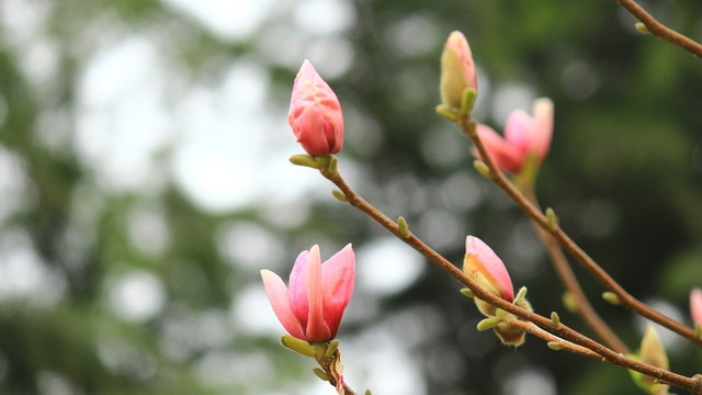 玉蘭花