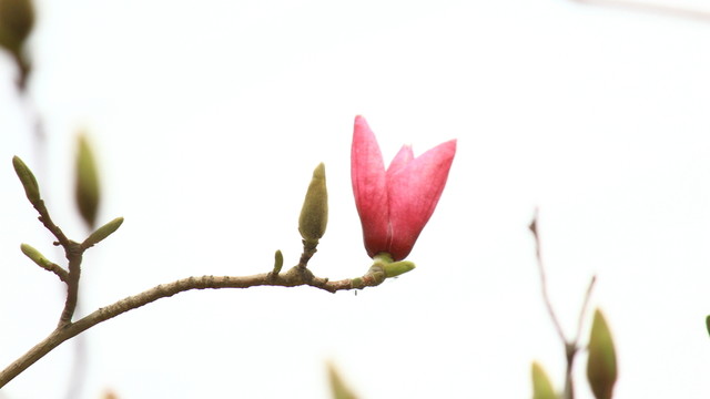 玉蘭花