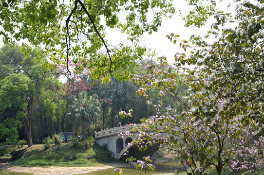 華南植物園 拱橋