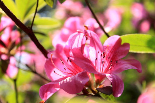 杜鵑花