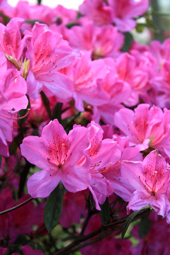 杜鵑花