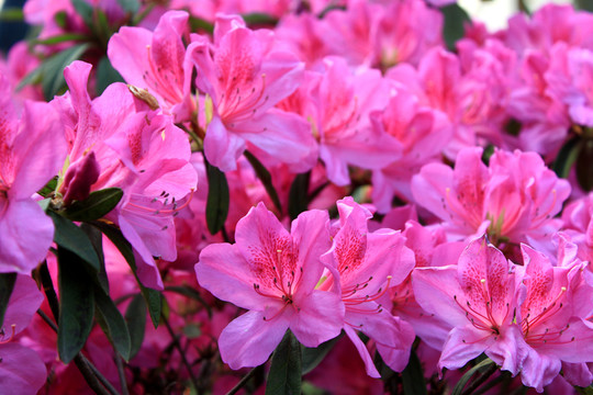 杜鵑花