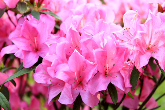 杜鵑花