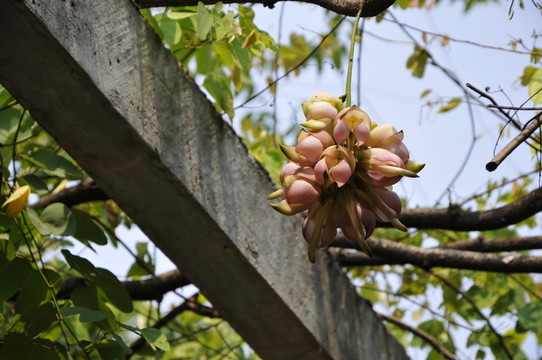華南植物園 千雀花