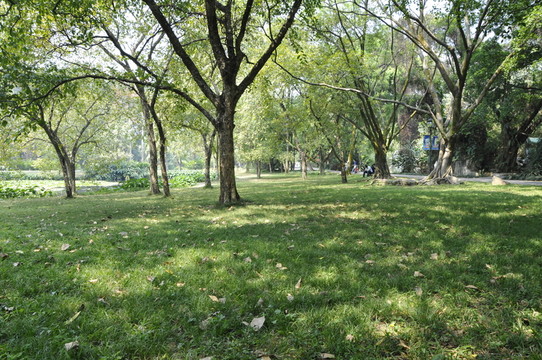 公園里的草坪