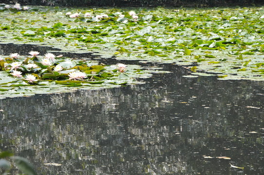 華南植物園 蓮花池