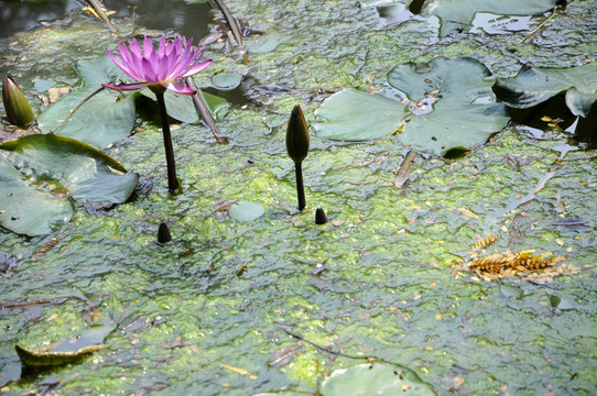 華南植物園 蓮花池