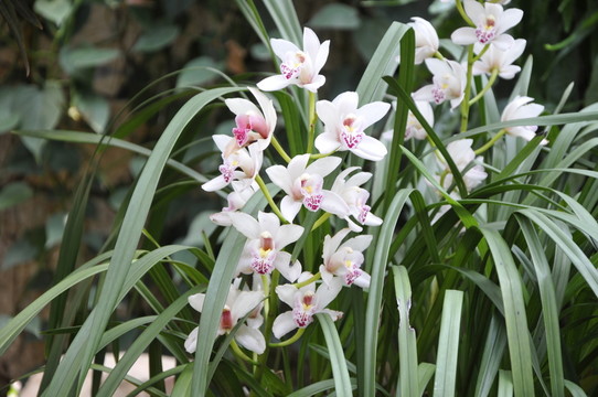 華南植物園 蘭花