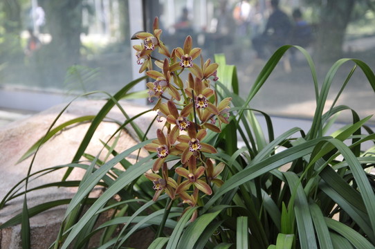 華南植物園 蘭花