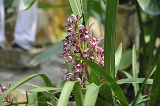 華南植物園 蘭花