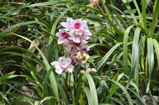 華南植物園 蘭花