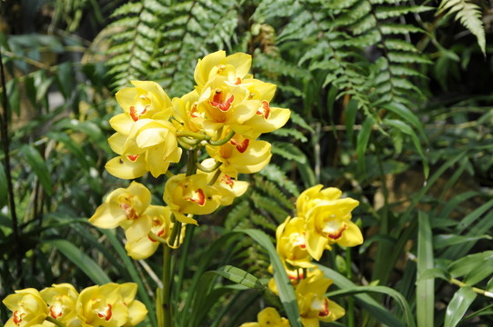 華南植物園 蘭花