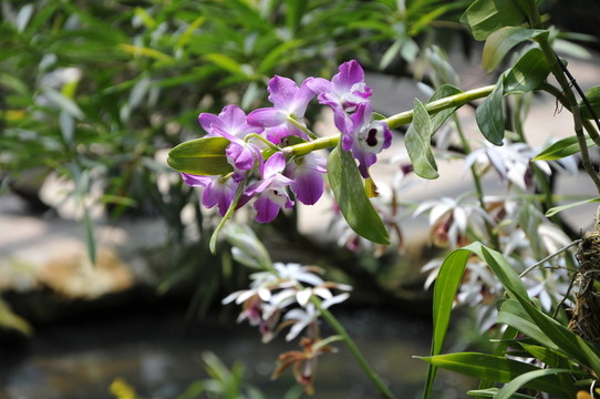 華南植物園 蘭花