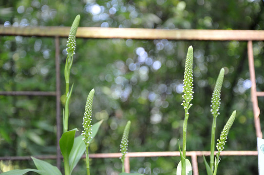 華南植物園 蘭花