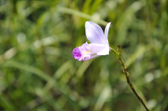 華南植物園 蘭花