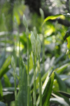 華南植物園 蘭花