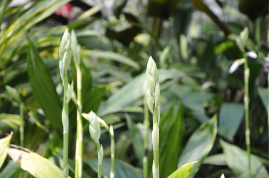 華南植物園 蘭花