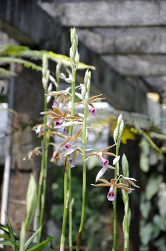 華南植物園 蘭花