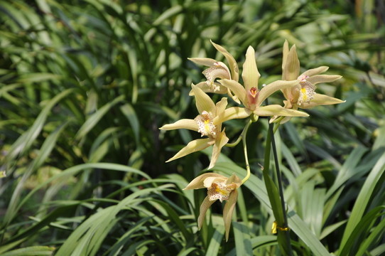 華南植物園 蘭花
