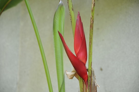 華南植物園 富紅蝎尾蕉