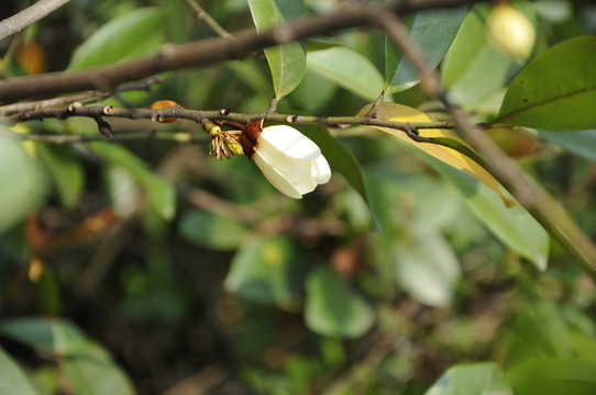 華南植物園 含笑花