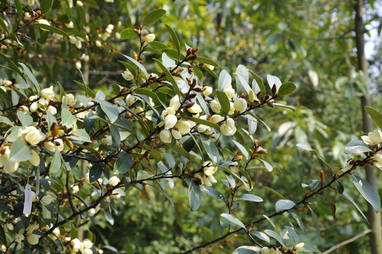 華南植物園 含笑花