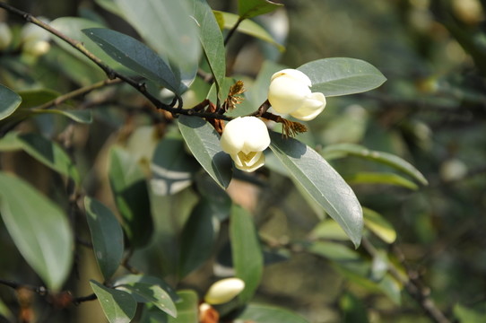 華南植物園 含笑花