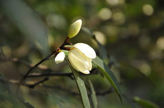 華南植物園 含笑花