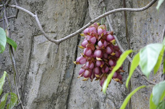 華南植物園 千雀花
