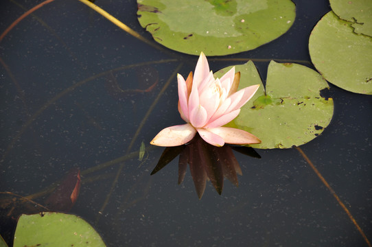 蓮花