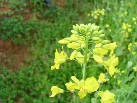 綠色無公害油菜花