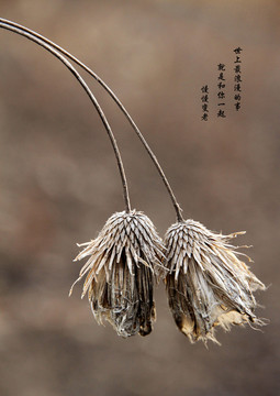 相依