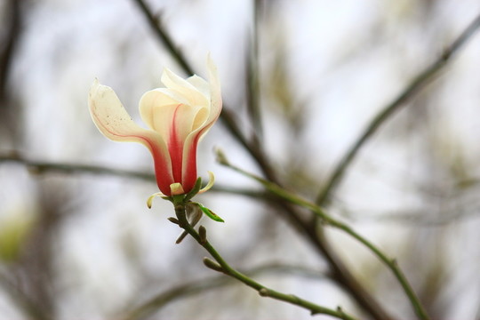 玉蘭花