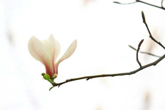 玉蘭花