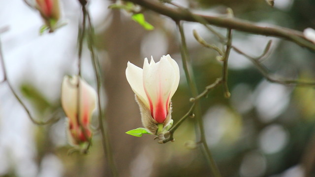 玉蘭花