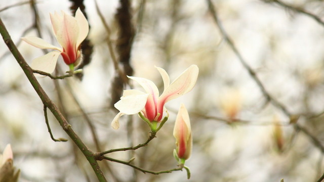 玉蘭花