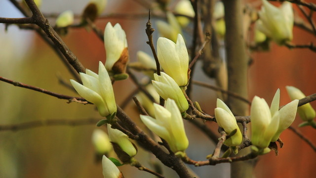 玉蘭花