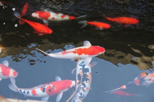 錦鯉  觀賞魚(yú)  金魚(yú)